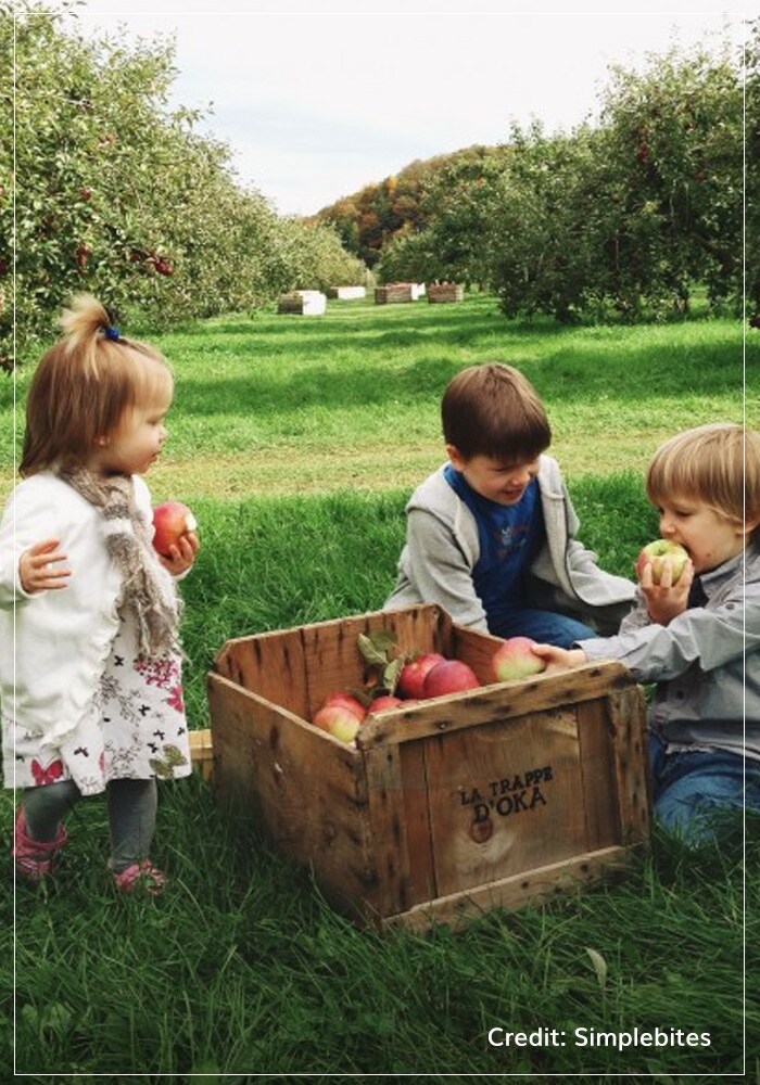 Apple picking in Ontario