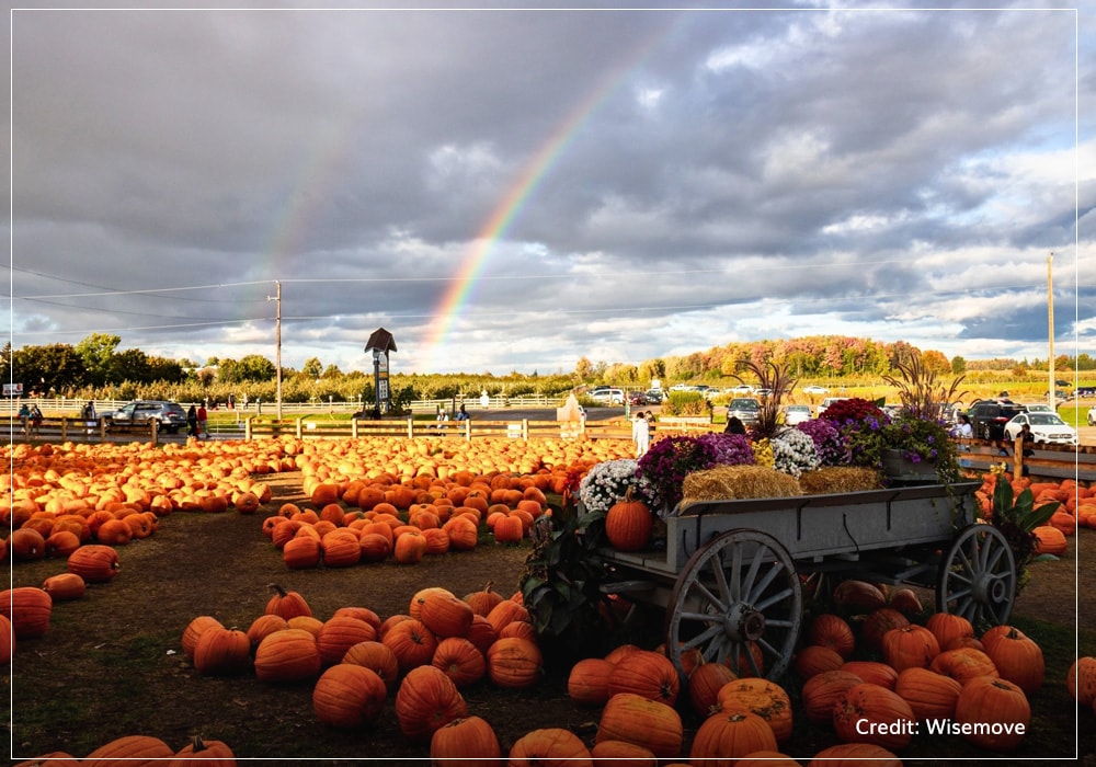 Ontario's pumpkin harvest fields