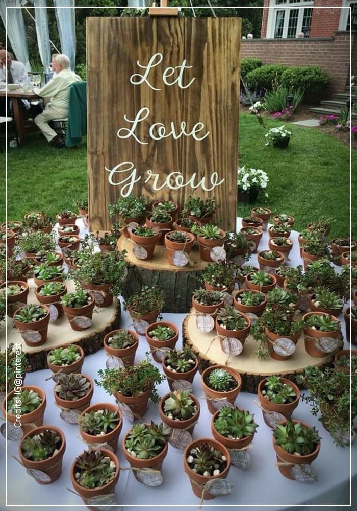 Seed Packets and Small Plants 